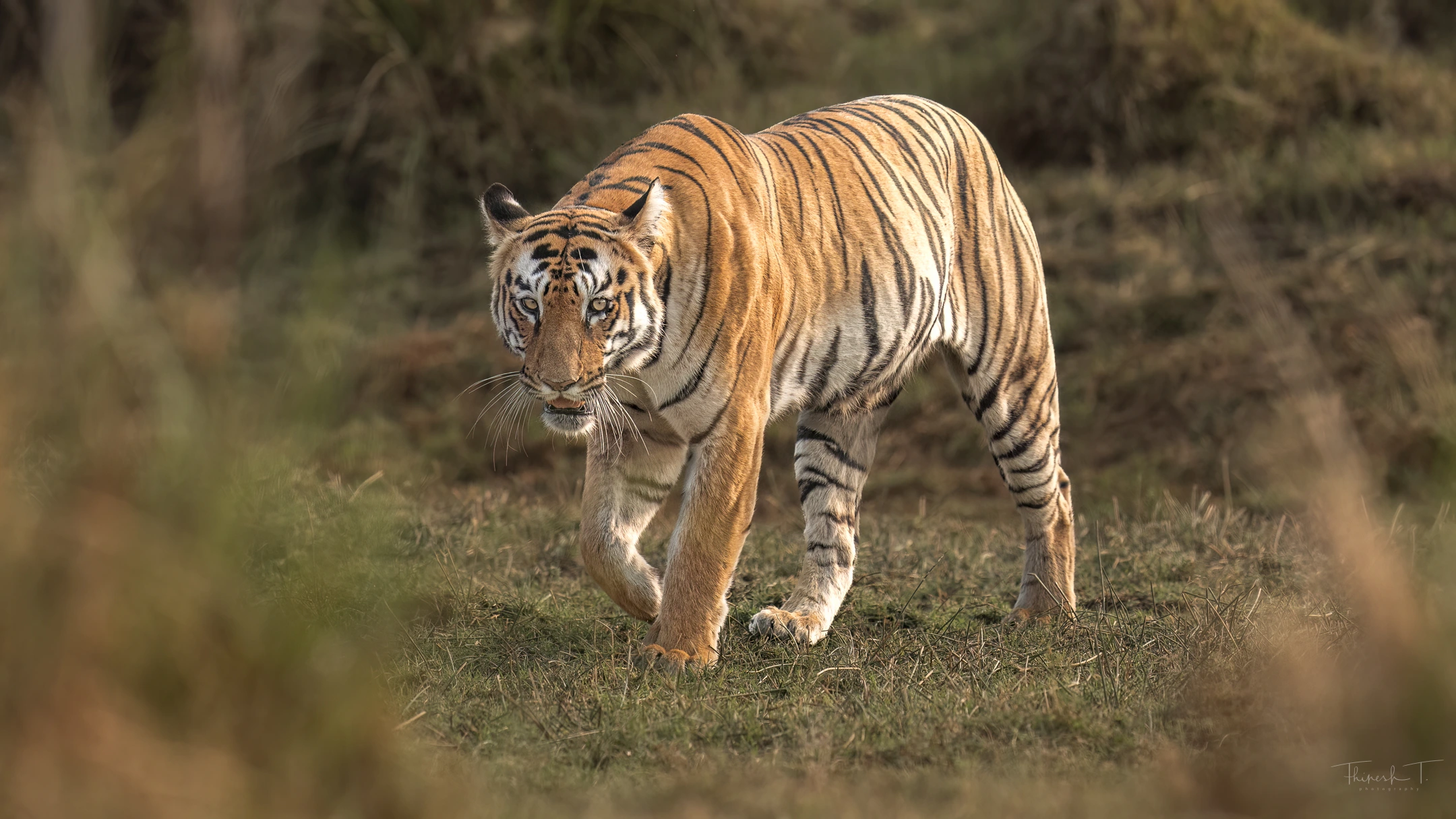 India Tiger Photography Tour – Umred & Tadoba gallery image 10